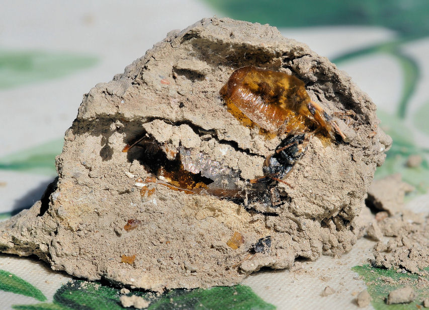 Nido di Sceliphron sp.